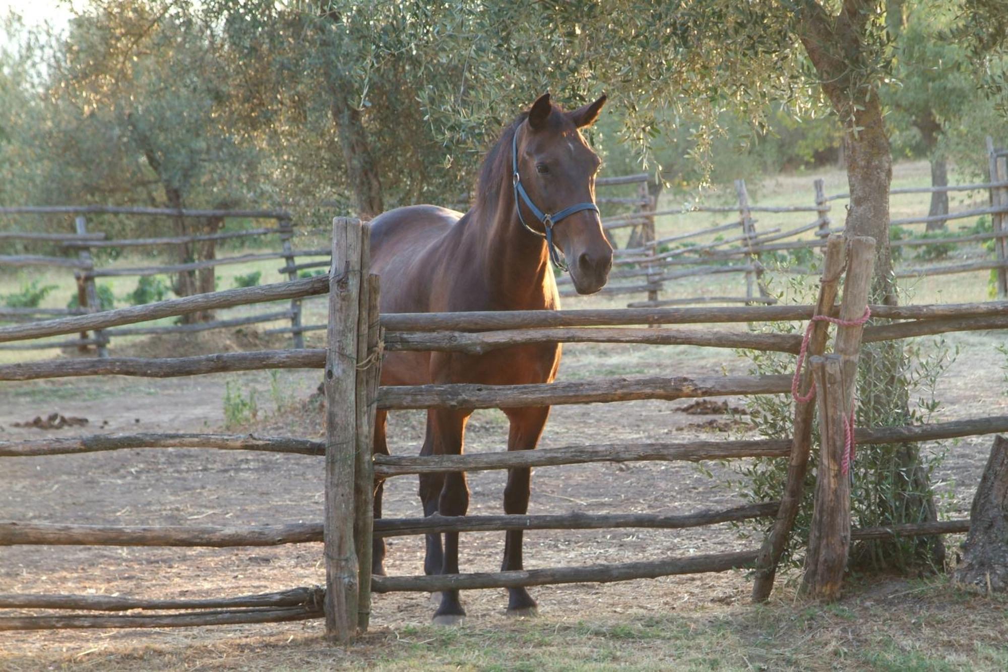 La Badiola Villa Chiusi Luaran gambar