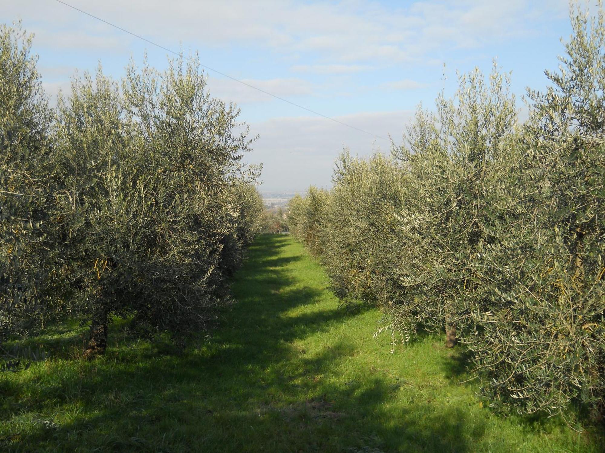 La Badiola Villa Chiusi Luaran gambar